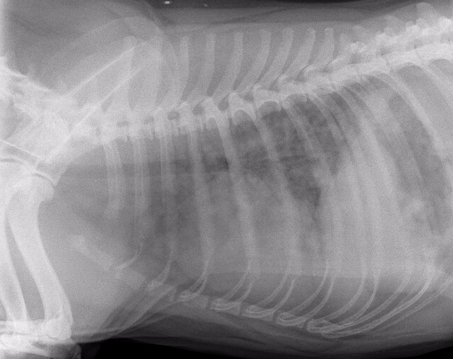 bull terrier is ill with respiratory signs